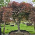 Acer palmatum 'Dragon Fire' - Foto 1