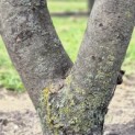 Parrotia persica - 3