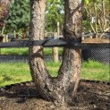 Pinus sylvestris - Foto 2