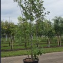 Quercus rubra - Foto 1