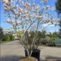 Magnolia soulangeana 'Manchu Fan' - 4