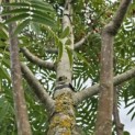 Sorbus 'Dodong' - Foto 3