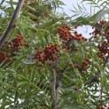 Sorbus 'Dodong' - Foto 4