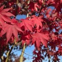 Acer palmatum 'Bloodgood' - 1
