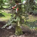 Fagus sylvatica 'Atropunicea' - Foto 2