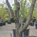 Gleditsia triacanthos 'Rubylace' - 2