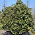 Rhododendron 'Catawbiense Grandiflorum - 4