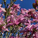 Magnolia 'Betty' - 2