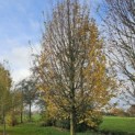 Carpinus betulus 'Fastigiata' (Frans Fontaine) - 5