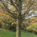 Carpinus betulus 'Fastigiata' (Frans Fontaine) - 3