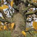 Carpinus betulus 'Fastigiata' (Frans Fontaine) - 2