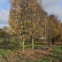 Carpinus betulus 'Fastigiata' (Frans Fontaine) - 1e boom