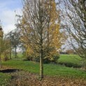 Carpinus betulus 'Fastigiata' (Frans Fontaine) - gesnoeid tot smalle boom
