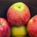 Malus domestica 'Gloster' - Foto 1