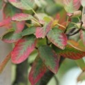Amelanchier lamarckii, krentenboompje