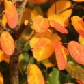 Amelanchier lamarckii, krentenboompje