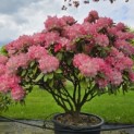 Rhododendron Yakushimanum 'Fantastica' - Foto 2