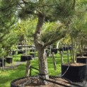 Pinus nigra 'Nigra' - Foto 1
