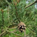 Pinus sylvestris - Afbeelding 3
