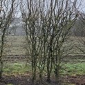 Cornus Mas - 3