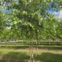 Betula nigra - 4