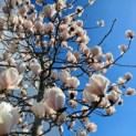 Magnolia soulangeana 'Manchu Fan' - Afbeelding 1