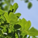 Maackia amurensis - 3