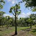 Tilia Tomentosa - 1