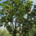 Malus domestica 'Rode Boskoop' - Foto 5