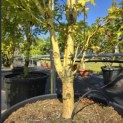 Acer palmatum 'Bi-hoo' - 1