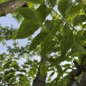 Phellodendron amurense - 4