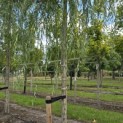 Salix sepulcralis 'Chrysocoma' - Foto 1