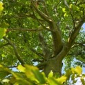 Fagus sylvatica - juli 2026