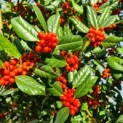 Ilex 'Nellie R. Stevens' - Foto 1