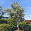 Quercus Suber - Foto 2