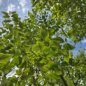 Gymnocladus dioica - 5