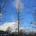Fagus sylvatica 'Atropunicea' - 2