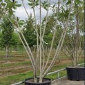 Rhus typhina - 2