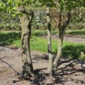 Carpinus betulus - Foto 5