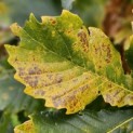 Quercus pontica - 1
