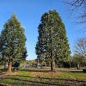 Sequoiadendron giganteum - Foto 1