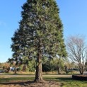 Sequoiadendron giganteum - Foto 2