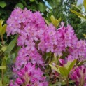 Rhododendron ponticum 'Roseum' - Foto 1