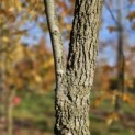 Liquidambar Styraciflua - Foto 2