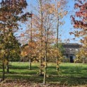 Liquidambar Styraciflua - Foto 3