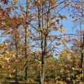 Liquidambar Styraciflua - Foto 1