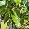 Betula utilis 'Doorenbos'