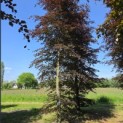 Fagus sylvatica 'Atropunicea' - 1