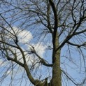 Acer palmatum - Foto 1