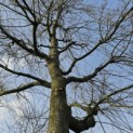 Acer palmatum - Foto 2
